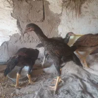 جوجه اوشامو