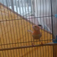 قناری|پرنده|فولادشهر, A6|دیوار