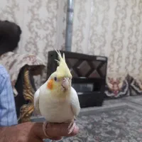 سلام عروس هلندی نر سالم سرحال