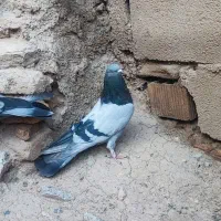 کبوتر سبز پر واصفهانی