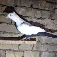 فروش دونر دمبی|پرنده|باوی, |دیوار