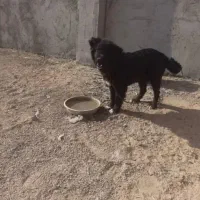 واگذاری توله نرقدرجونی|سگ|جرقویه, |دیوار