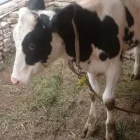 گوساله 10ماهه هلشتاین