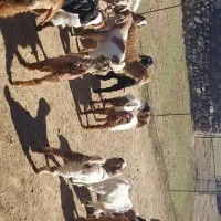 بز فروشی|حیوانات مزرعه|مشگین شهر, |دیوار