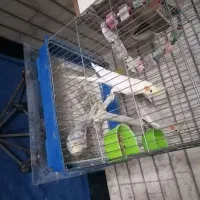 جفت عروس هلندی مولد و ذات دار