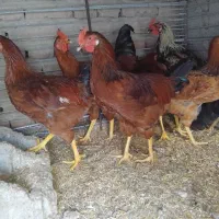 خوروس