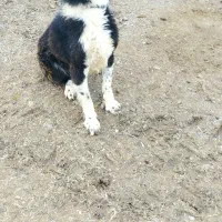 واگذاری رایگان سگ