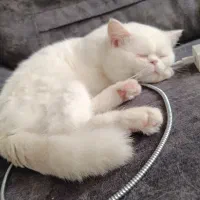 گربه اسکاتیش