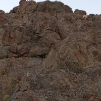 سگ دورگ تازی شکاری گله ای|سگ|سنقر, |دیوار