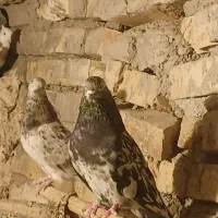 یه جفت کبوتر سرول