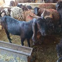 بزپاکستانی خوب یکساله|حیوانات مزرعه|تهران, سعیدآباد|دیوار