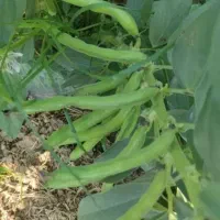 اجاره زمین کشاورزی|اجارهٔ دفتر صنعتی، کشاورزی، تجاری|نورآباد ممسنی, |دیوار