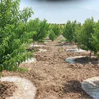 اجاره تانکر آب حمل آب آبرسانی سیار ابرسان|خدمات حمل و نقل|کرمانشاه, |دیوار