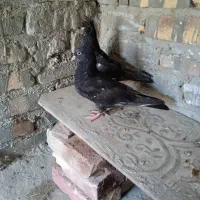 چندعددکفترنسل داروخوب بفروش میرسد|پرنده|سراوان, |دیوار