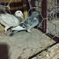 کفتر پلاکی و دمسفید|پرنده|قم, باغ کرباسی|دیوار