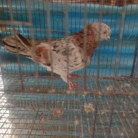 کفتر پریده و مطمئن