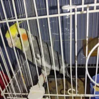 عروس هلندی با جوج|پرنده|فریمان, |دیوار