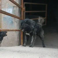 سگ درجه یک بشرط