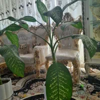 دیفن  باخیا|گل و گیاه طبیعی|مشهد, شهرک مهر آباد|دیوار