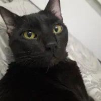 گربه ۸ ماهه نر عقیم شده سالم