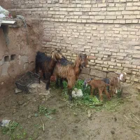 دوعدد تیر ب با بیگ|حیوانات مزرعه|دزفول, |دیوار