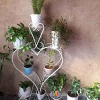 گلهای طبیعی وسرحال