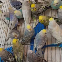 مرغ عشق رینبو رنگین کمانی اسپانگل تعداد|پرنده|تهران, شهرک ولیعصر شمالی|دیوار