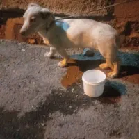 سگ پا کوتاه|سگ|چناران, |دیوار