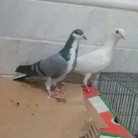 کبوتر خرقه ماده آلمانی|پرنده|قم, نوبهار|دیوار