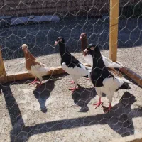 کبوتر یهودی