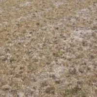 نیاز به شراکت در ساخت پرورش شتر مرغ