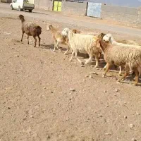 طقلی زاییده و آبستن