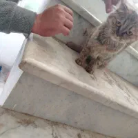 گربه اسکاتیش فولد|گربه|نیشابور, فرح بخش|دیوار