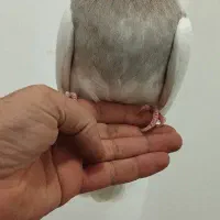 کبوتر طوقی ماده