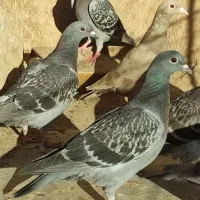 تعداد ۱۰عدد جوجه یکدست و ۳عدد بزرگع یکجا بفروش