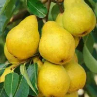 نهال گلابی شاه میوه