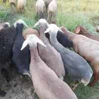 گوسفند نر سیلک|حیوانات مزرعه|آکند, |دیوار