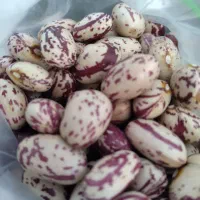 لوبیاچیتی تازه اردبیل عمده|خوردنی و آشامیدنی|بهارستان, |دیوار