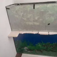 فروش آکواریوم و تجهیزات