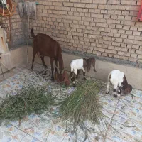 بز مطفل با ۲عدد بزغاله افغانی اصل|حیوانات مزرعه|اهواز, اهواز|دیوار