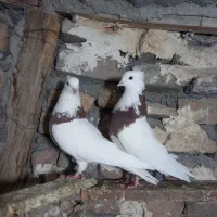 طوقی|پرنده|دورود, |دیوار