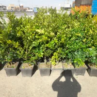 یاس هلندی|خدمات باغبانی و درختکاری|مشهد, باغ فراگرد|دیوار