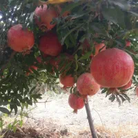 نیروی خانم کارگاه اب انار