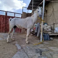 خریدو فروش