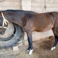 اسب نریان سه ساله|اسب و تجهیزات اسب‌سواری|گنبد کاووس, |دیوار