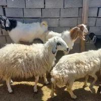 گوسفند