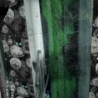 آکوا‌ریو‌م|ماهی|گرگان, |دیوار