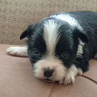 ۵ عدیده بچه پامر روباهی و اشپیز خالص