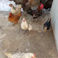 مرغ و خروس خونگی معاوضه با قناری نر