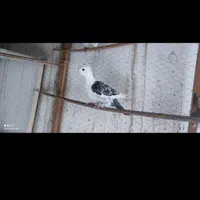 کبوتر|پرنده|اصفهان, خواجو|دیوار
